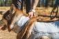 Preview: Ruffwear Swamp Cooler Neck Gaiter Graphite Gray Gr. L Preview: Ruffwear Swamp Cooler Neck Gaiter Graphite Gray Gr. L